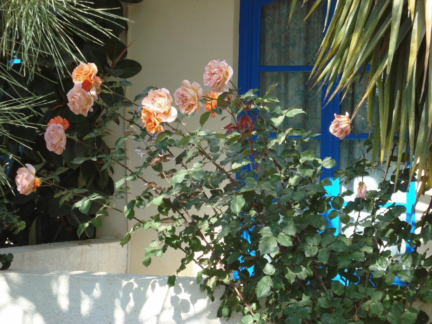 Creta Sun Hotel Studios Agia Pelagia  Exterior foto
