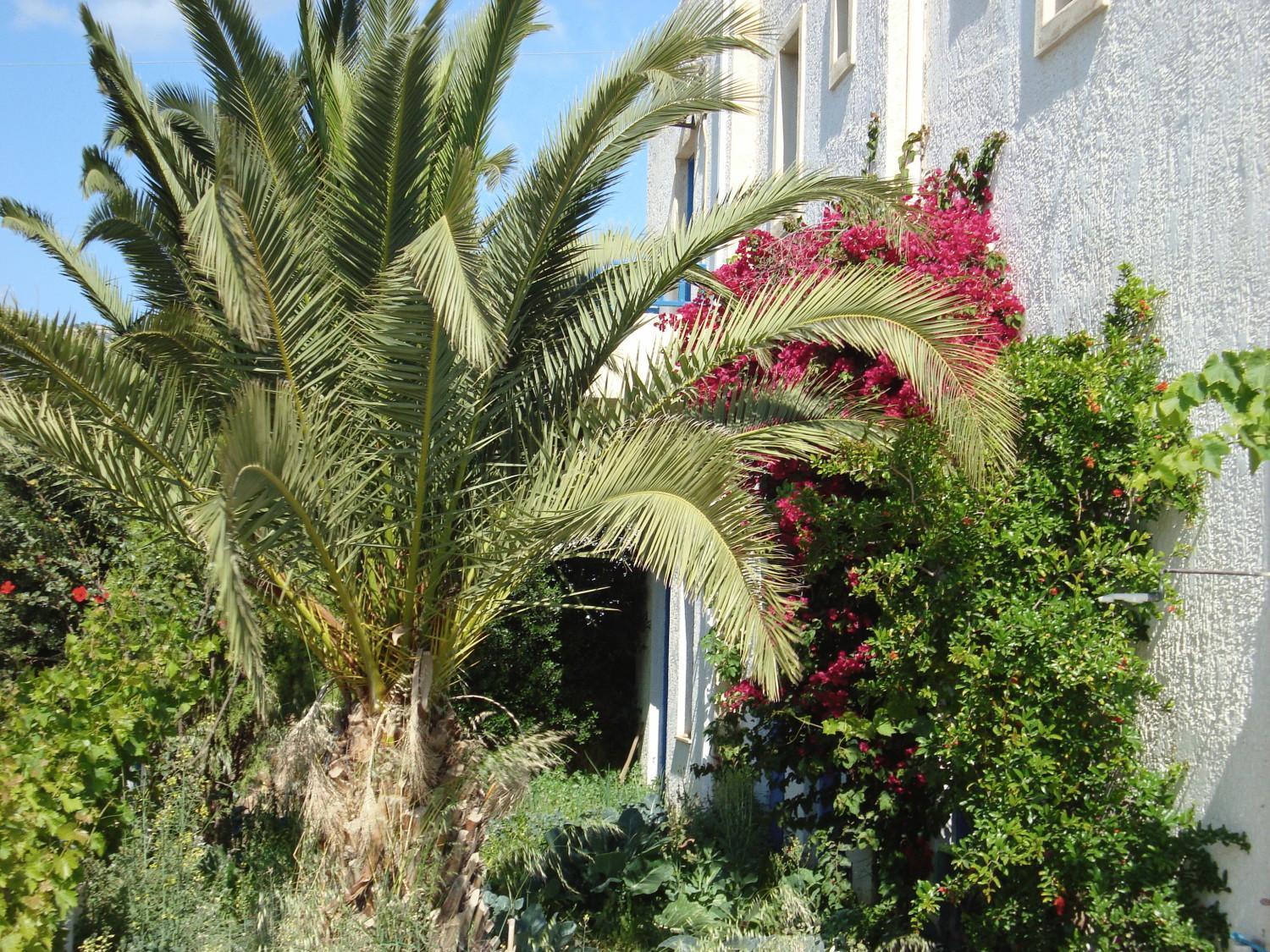 Creta Sun Hotel Studios Agia Pelagia  Exterior foto